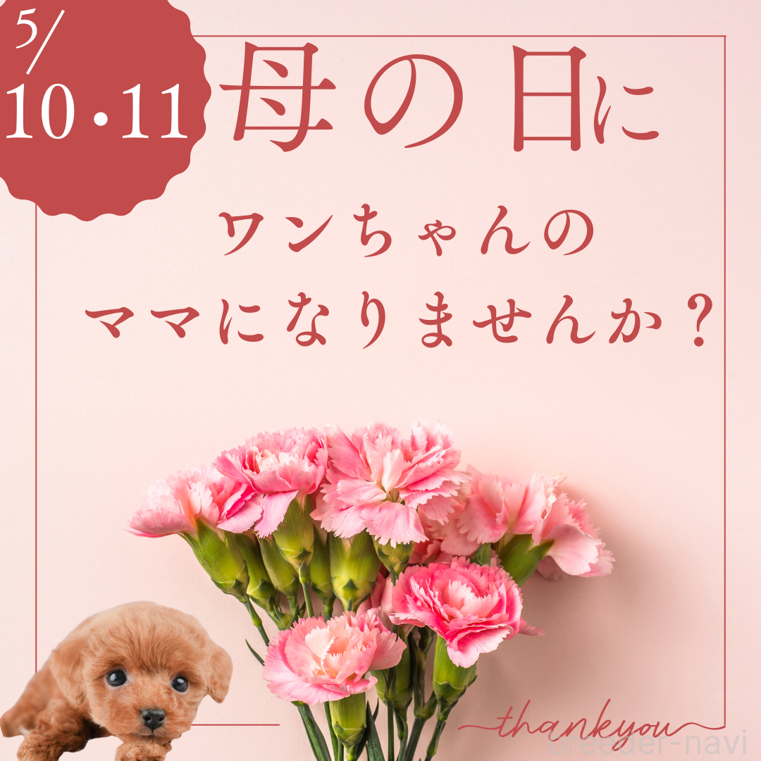 販売中の千葉県のカニンヘンダックスフンド(ロングヘアード)-385742の5枚目